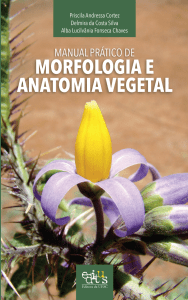 morfologia anatomia vegetal