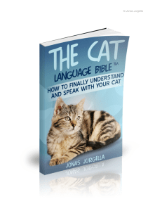Cat Language Translator by Jonas Jurgella
